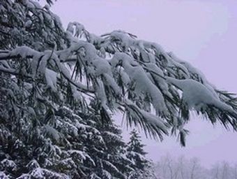 snow covered tree branch